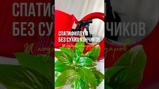 «Женское счастье» БЕЗ СУХИХ КОНЧИКОВ#спатифиллум #комнатныерастения