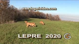 LEPRE 2020 Astuti Lagomorfi