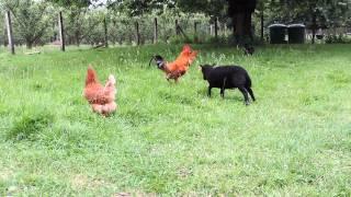 Mouton belier Petit Ouessant qui charge un  coq   The  Ouessant's sheep  charging