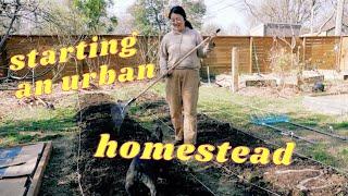 the first thing I did on my urban permaculture homestead