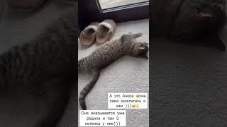 Оксана  Самойлова Анора родила котят