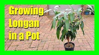 How to Grow Longan Tree in a Pot : Longan from Seed to Fruit