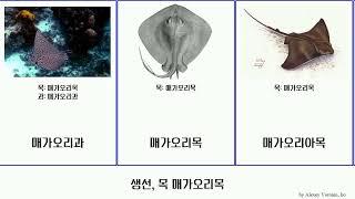 생선, 목 매가오리목 fish Myliobatiformes 매가오리과 얼룩매가오리속 심해가오리 쥐가오리 매가오리아목 Unicorn 흑가오리 Heads 리놉테라속 담수가오리