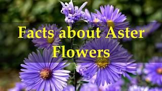 Facts about Aster Flowers