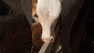 Anak Sapi Simental Super Marlboro