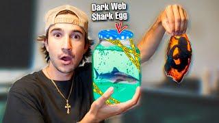 HATCHING My DARK WEB SHARK EGG!