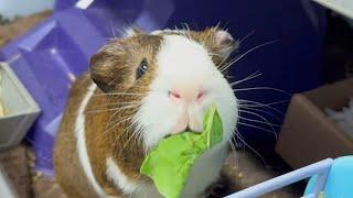 NYC Council bans sale of guinea pigs