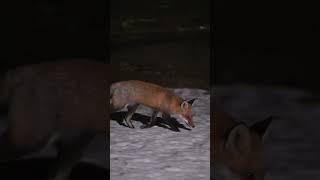 Some #foxes playing their little #fox games in the #snow 