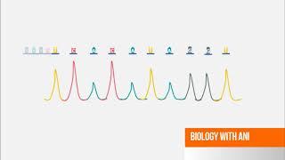 Sanger DNA Sequencing - Capillary Electrophoresis Animation