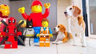 Animations in REAL LIFE vs Funny Dogs  | LEGO Edition
