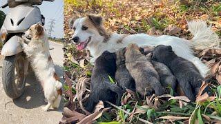 The mother dog chased and blocked my car because she wanted to save her 10-day-old puppy   