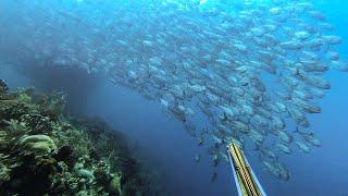 thousands of fish in the best spearfishing spots and best fishing spots | Indonesian spearfishing