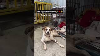 In Memory of Riya   Help Us Save More Dogs in Medical Crisis