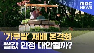 가루쌀 재배 본격화.. 포항서 첫 모내기 (2024.07.02/뉴스데스크/포항MBC)