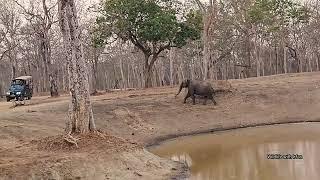 Elephant chasing Tiger.