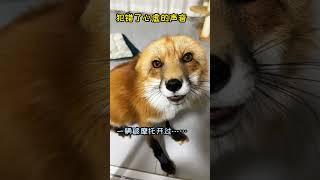听墨离的叫声，你听懂小狐狸在说什么没 太可爱啦