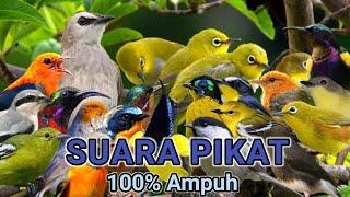 100% Ampuh - Suara Pikat Burung Kecil Ribut