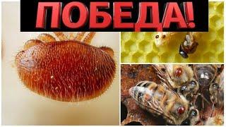 Бьем клеща! Угроза пасеке #пчеловодство #bee #пчелы#imker #бакфаст #природа #смоленск