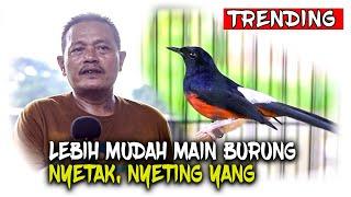 MURAI HUTAN ENTENG BONGKAR ISIAN SETINGAN NAFAS BIAR KUAT DURASI LOMBA