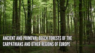 Ancient and Primeval Beech Forests of the Carpathians and Other Regions of Europe