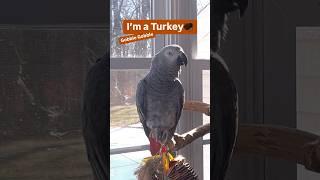 Symon says: Am I a Parrot?  #birdsoftheworld #africangrey #talkingparrot #funny #parrot #pets