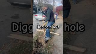 Digging a hole for sapling