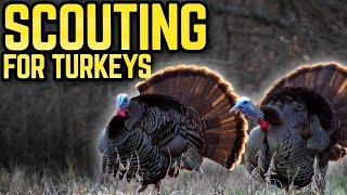 The Number One Tip For Turkey Scouting  | Wade Middleton