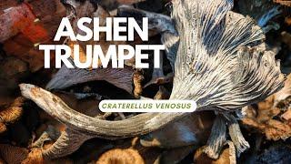 Ashen (Black) Trumpets -- Craterellus venosus -- RARE mushroom -- HOW TO HUNT THEM IN NEW ENGLAND