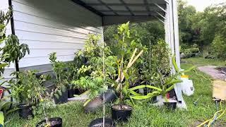 Moving my tropical fruit trees out into the sun