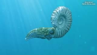 Mosasaur and Ammonite animation clips: Ancient New Zealand