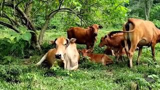 Vietnamese woman builds a cow farm in the forest #videotv