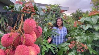 Lychee fruit harvest & my personal experience growing this fruit 