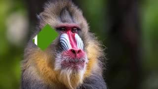 दुनिया के 10 सबसे अद्भुत बंदर प्रजाति | Worlds 10 Most Amazing Monkey Species