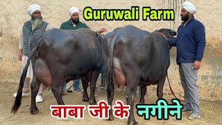 बाबा जी की Special Buffaloes गुरुवाली फार्म शान ये शानदार मुर्राह भैंसें Guruwali Farm #amritsar