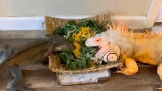 Sunday brunch for 2 - Rocket The Iguana