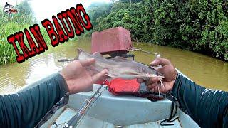 MANCING BAUNG SUNGAI PERAK UMPAN TAPA SELUANG SAMBIL MENJARING IKAN SELUANG