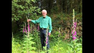 Foxglove with John Feehan  in June, Wildflowers of Offaly series