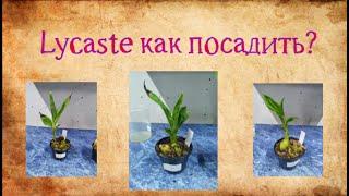 Lycaste как посадить?