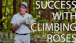 Success With Climbing Roses