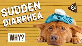 Sudden Diarrhea in Dogs