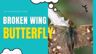 Mastering the Broken Wing Butterfly Strategy for Consistent Wins #optionsellingstrategies #income