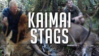 Big Game Indicating Dogs, Hunter Series - Episode One - Kaimai Stags over Vizlsa and Heading Dog