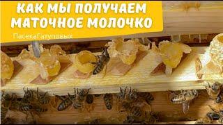 КАК МЫ ПОЛУЧАЕМ МАТОЧНОЕ МОЛОЧКО.Пасека Гатуповых 2022