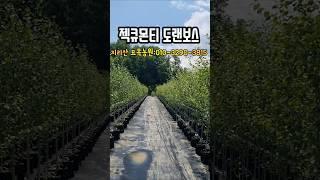 겨울조경의 위너 젝큐몬티도랜보스 #shorts #젝큐몬티도랜보스 #트리웰포트