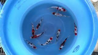 TOSAIS TATESHITA - MARUSHIN - SELECTED BY JAPAN KOI (2)