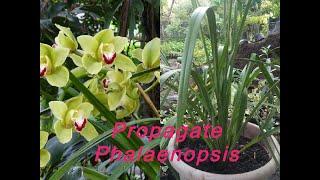 HOW TO PROPAGATE GROUND ORCHIDS | PLANT | PAANO MAGTANIM NG  GROUND ORCHIDS PHALAENOPSIS SA BAHAY