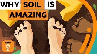 Why soil is one of the most amazing things on Earth | The Royal Society