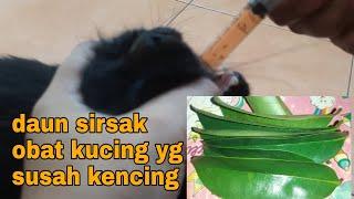 Obat Alami Kucing Yang Susah Kencing || Daun Sirsak