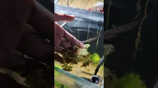 Growing Floating plants easily in Guppy fish tank #guppyfish #youtube #petsvlog #thefishyzone