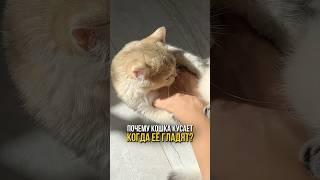 Почему кошка начинает кусаться, когда вы её гладите?